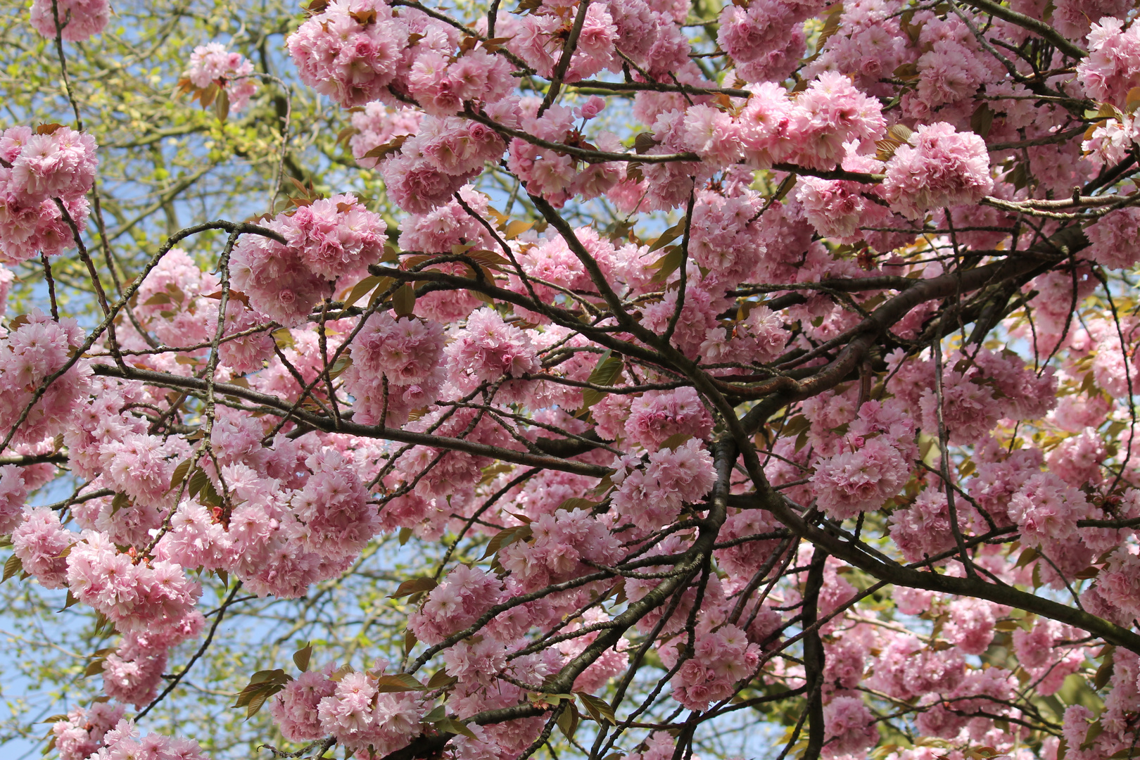 Kirschblüten die 2te