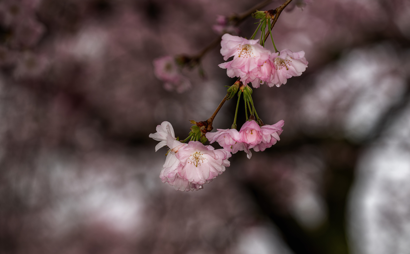 ... Kirschblüten die Dritte