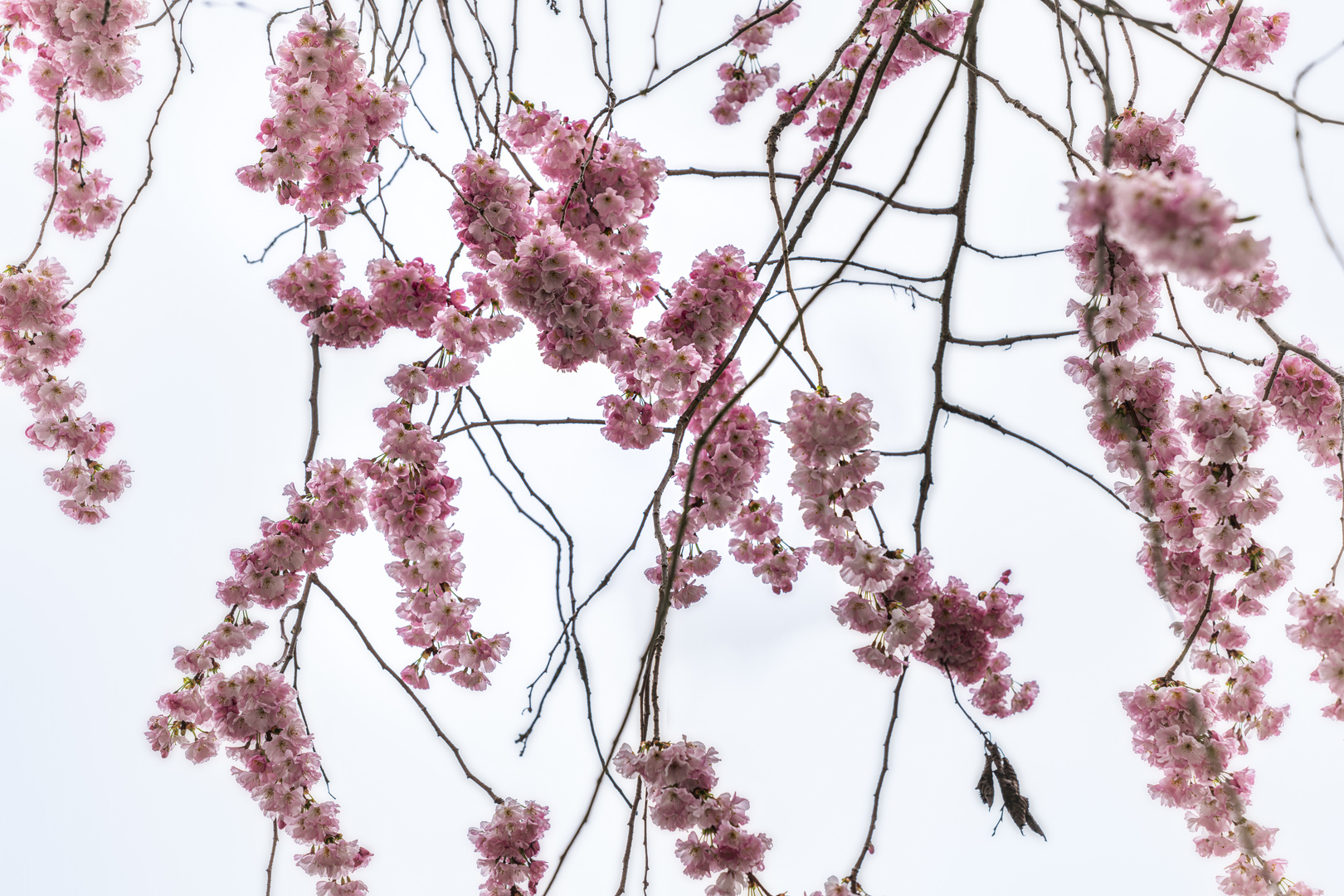 ... Kirschblüten die Zweite