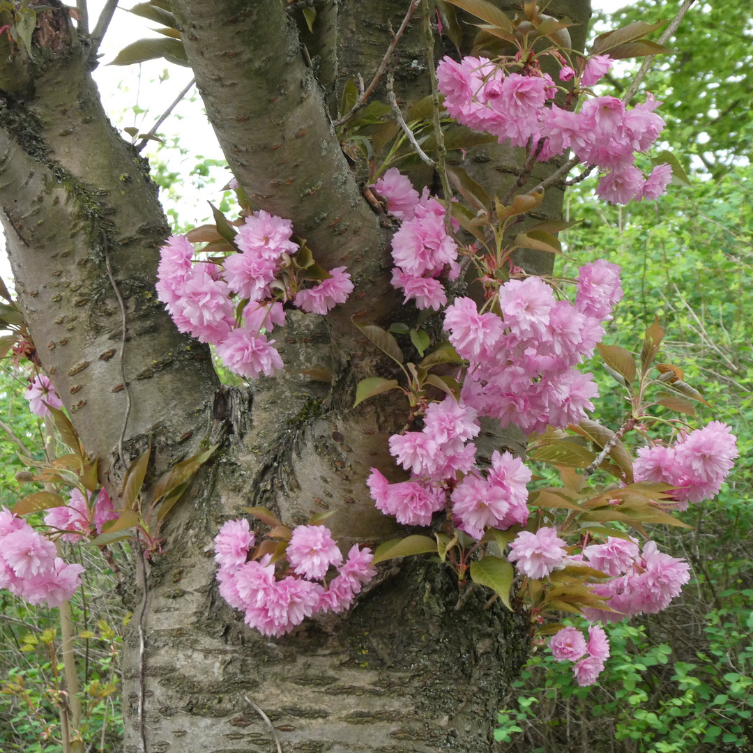 Kirschblüten direkt am Stamm