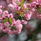 Kirschblüten-Dolde (2)