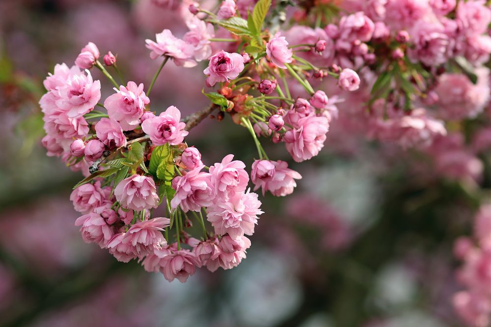 Kirschblüten-Dolde (2)