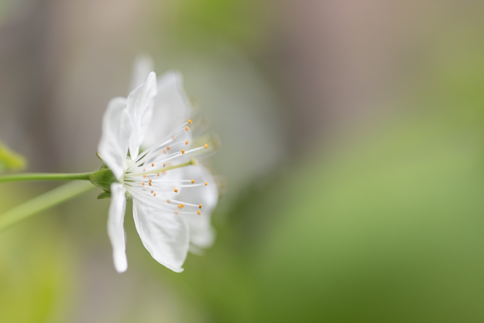 Kirschblüten double