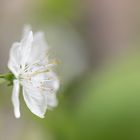 Kirschblüten double