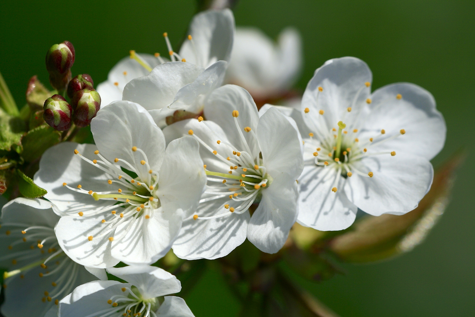 Kirschblüten Drillinge!