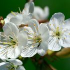 Kirschblüten Drillinge!