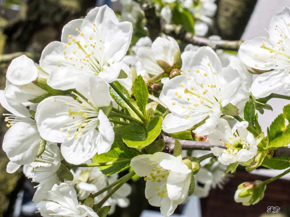 Kirschblüten