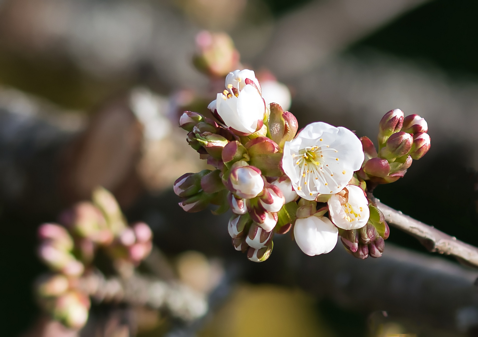 KIRSCHBLÜTEN