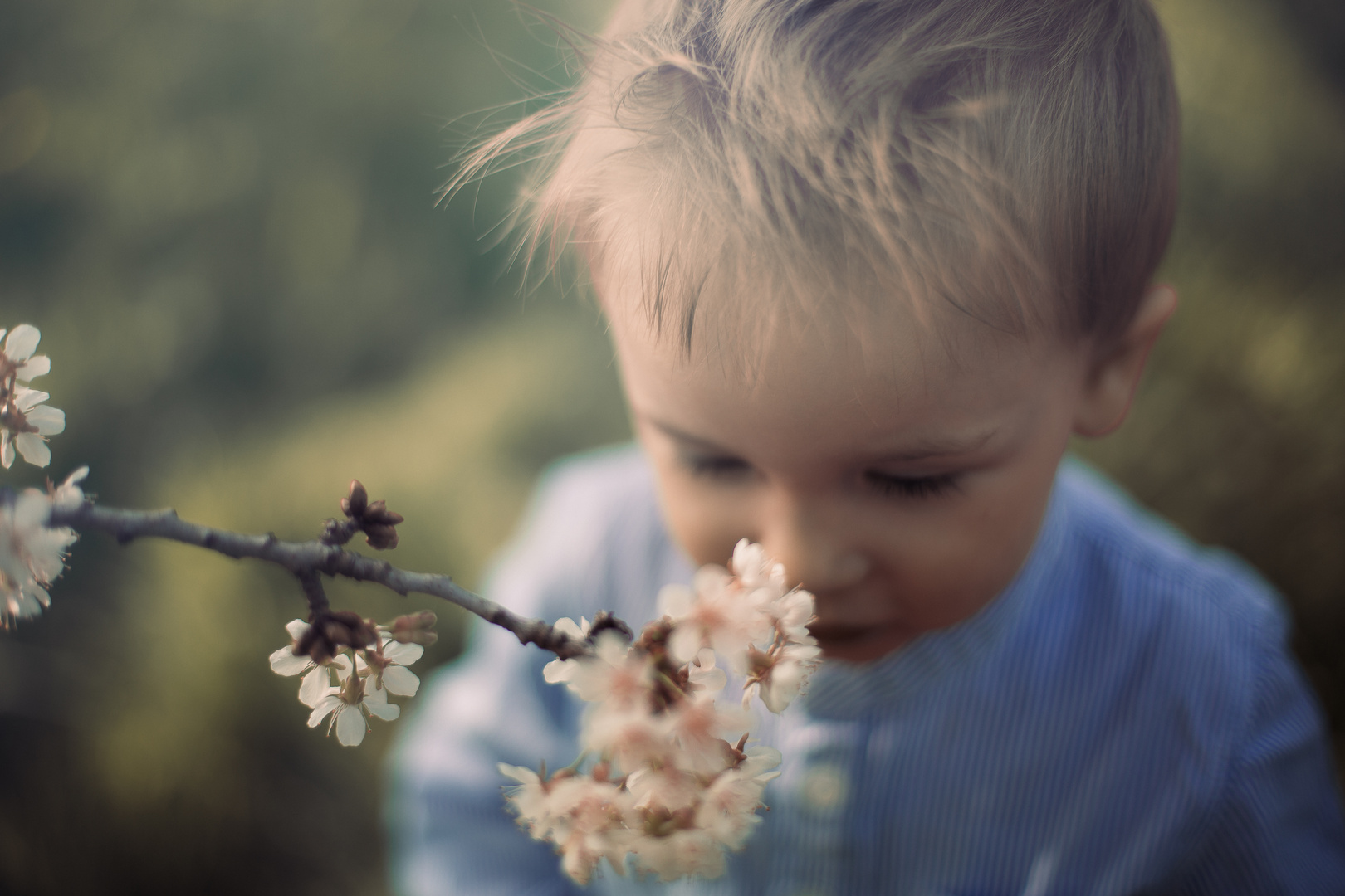 Kirschblüten