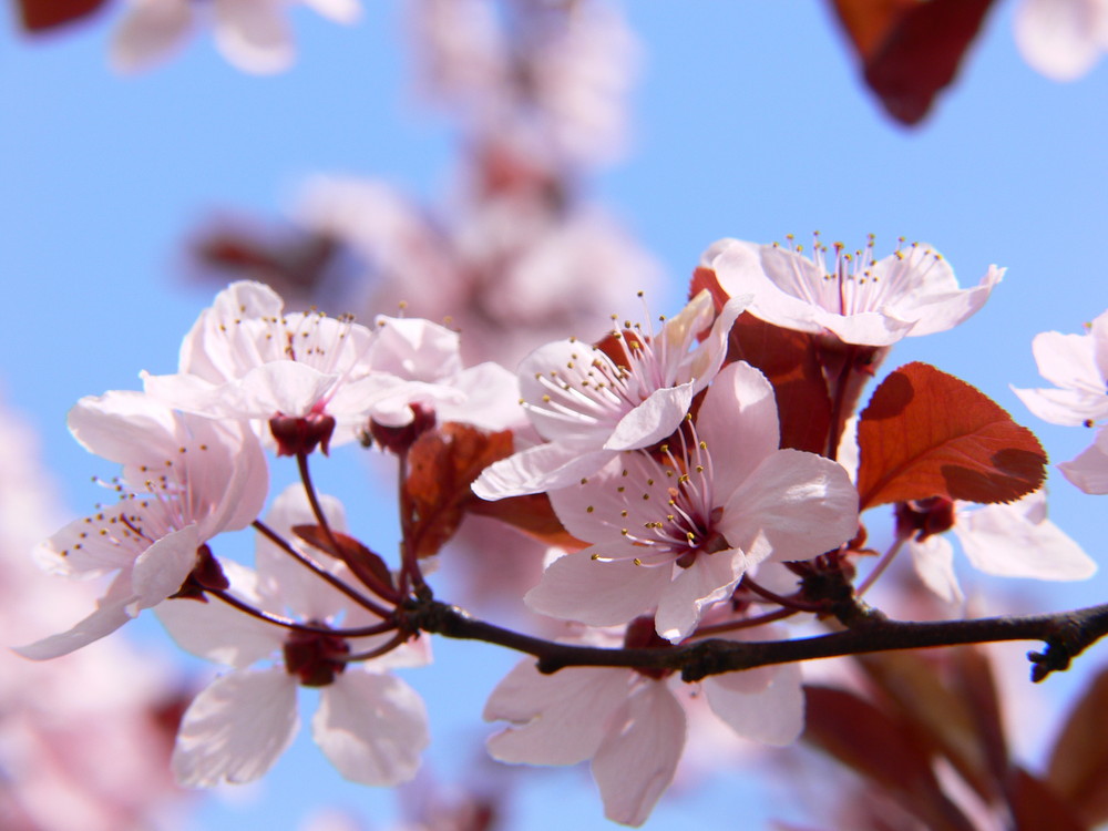 Kirschblüten