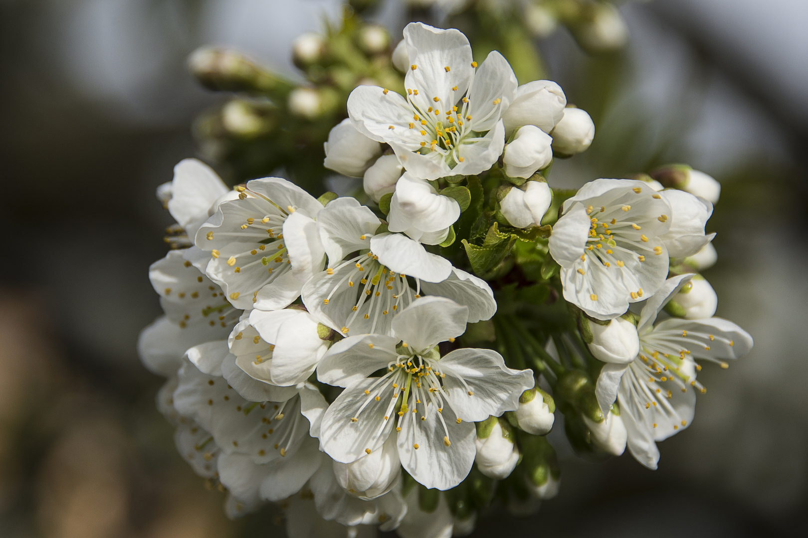 Kirschblüten