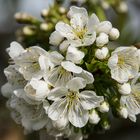 Kirschblüten