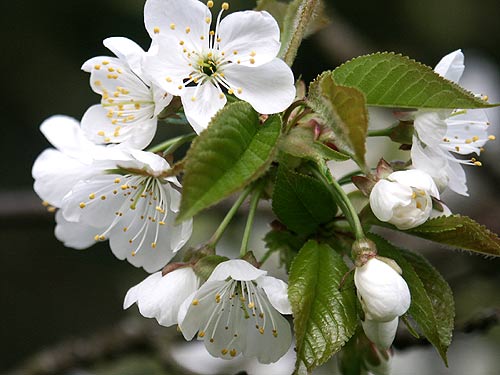 Kirschblüten