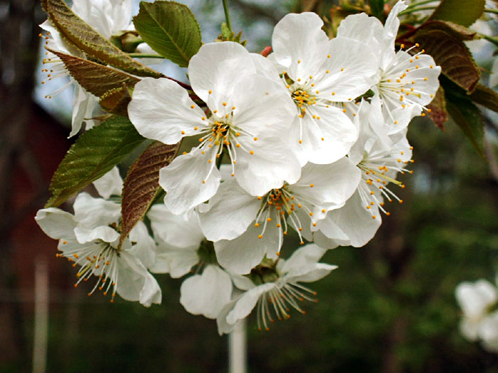 Kirschblüten