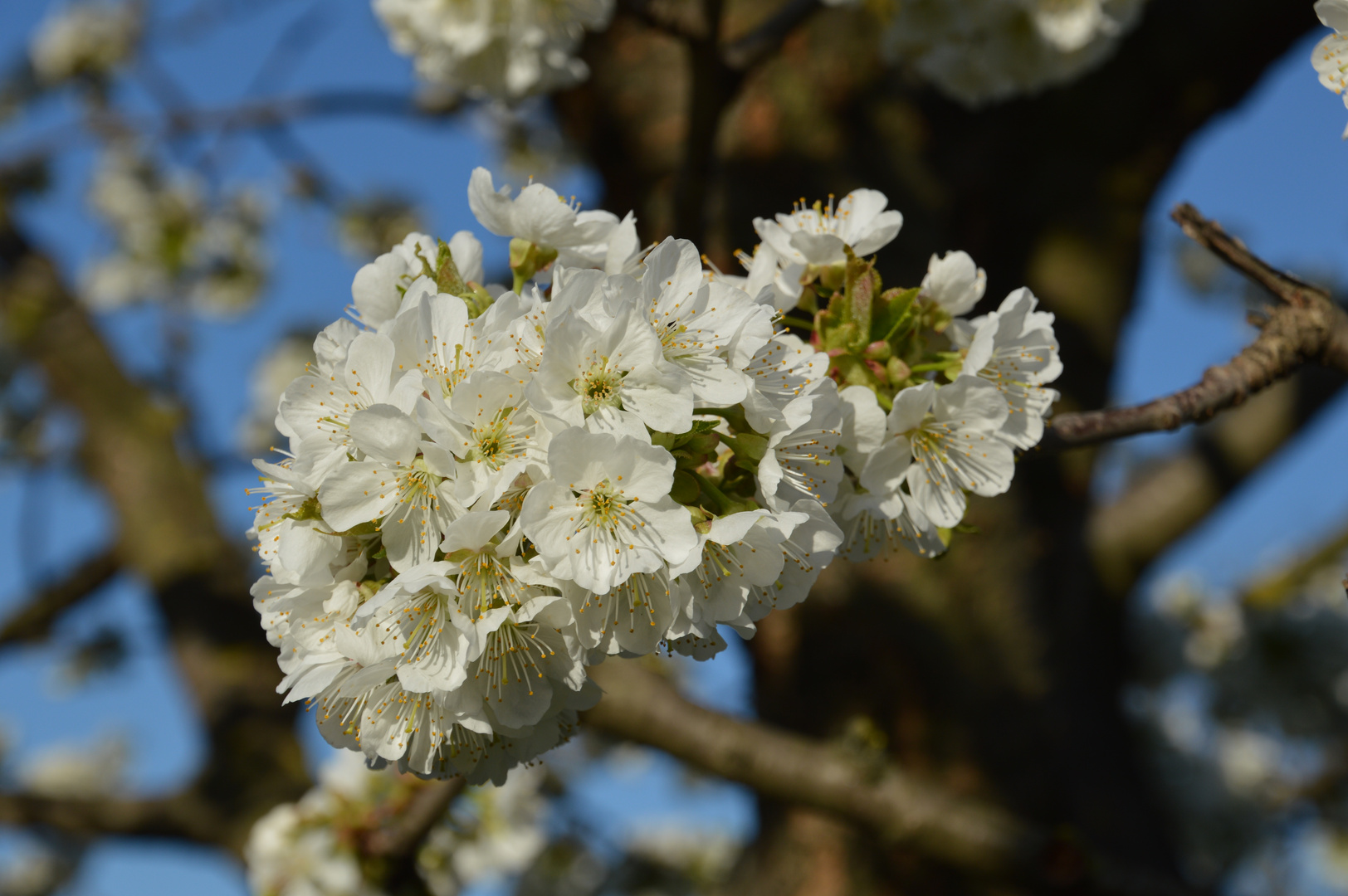 Kirschblüten