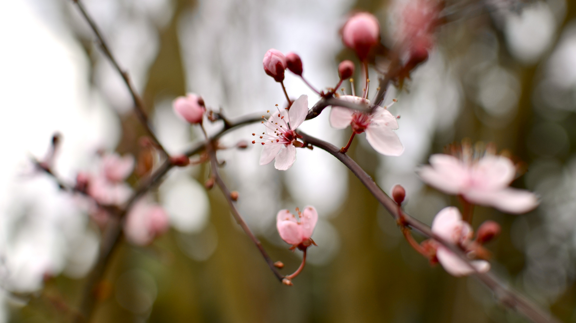 Kirschblüten 