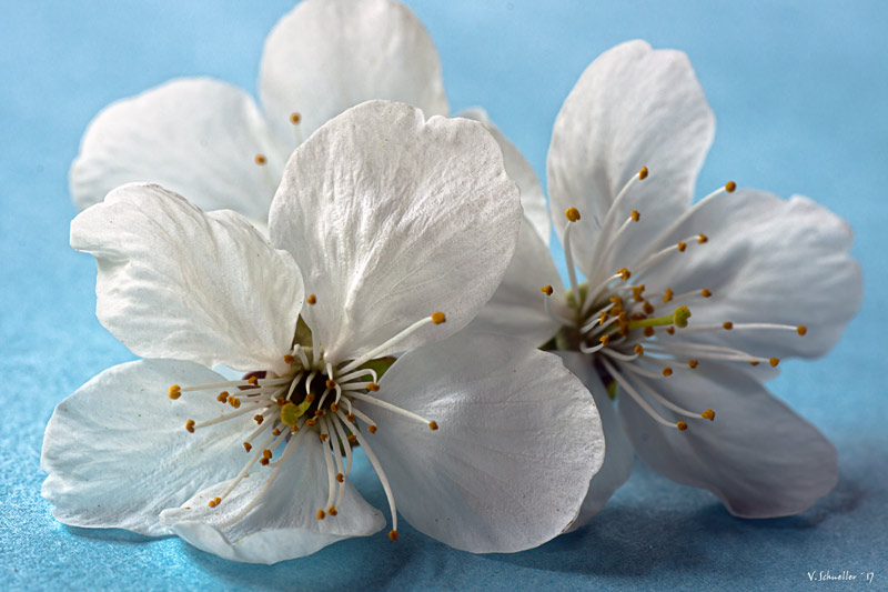 ~ Kirschblüten ~