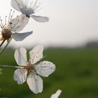 Kirschblüten