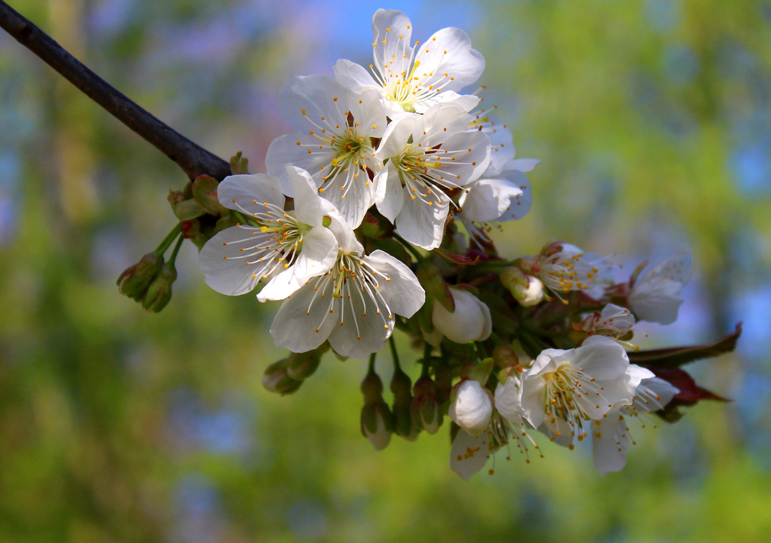 Kirschblüten ...