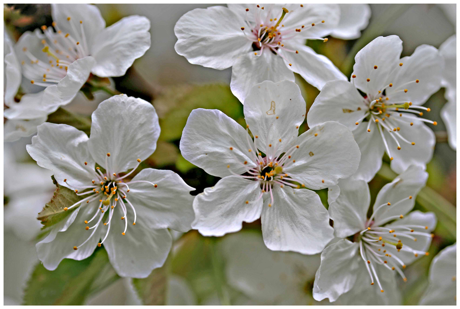 Kirschblüten