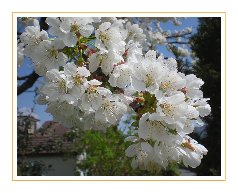 Kirschblüten