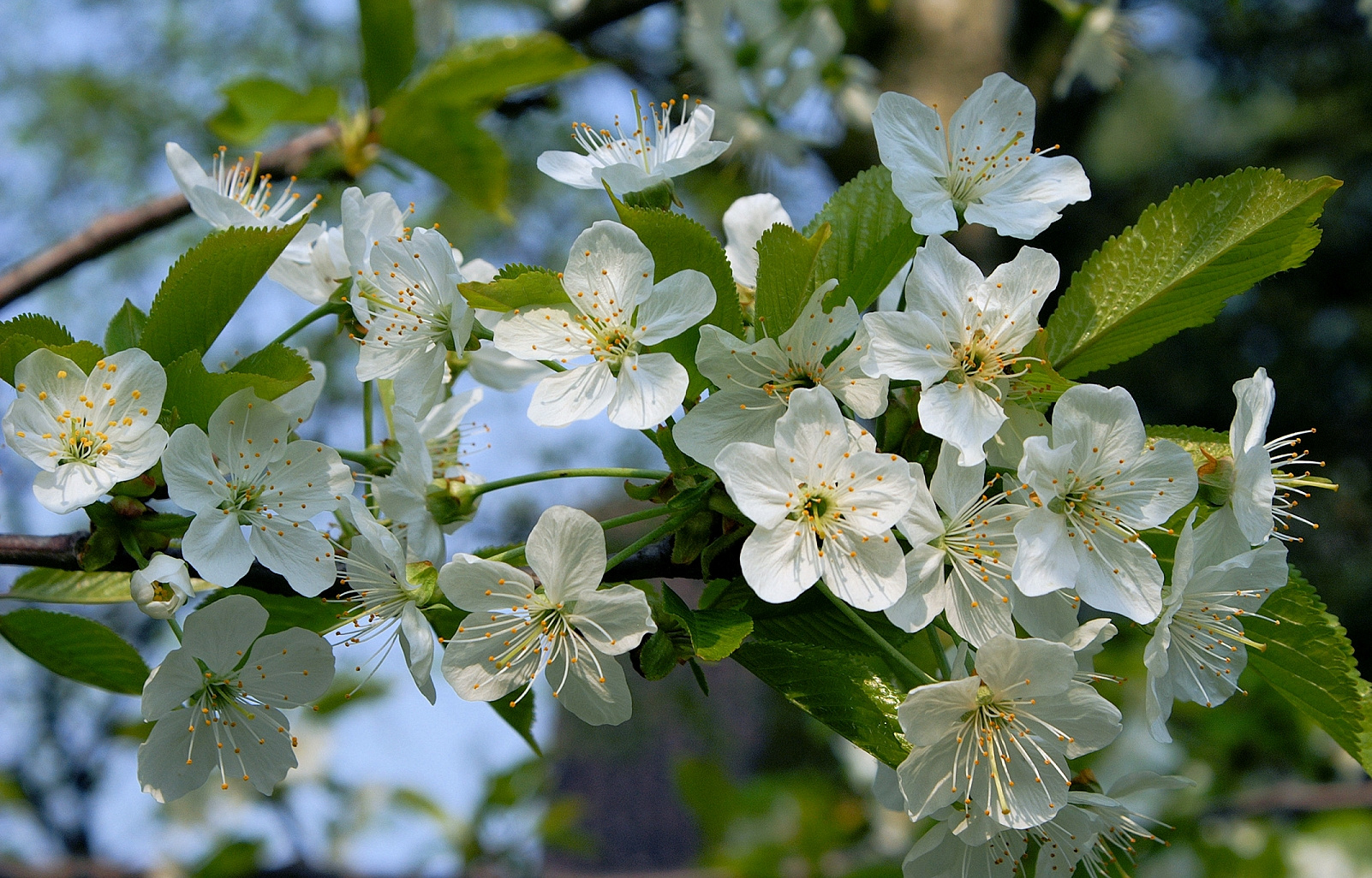 Kirschblüten.