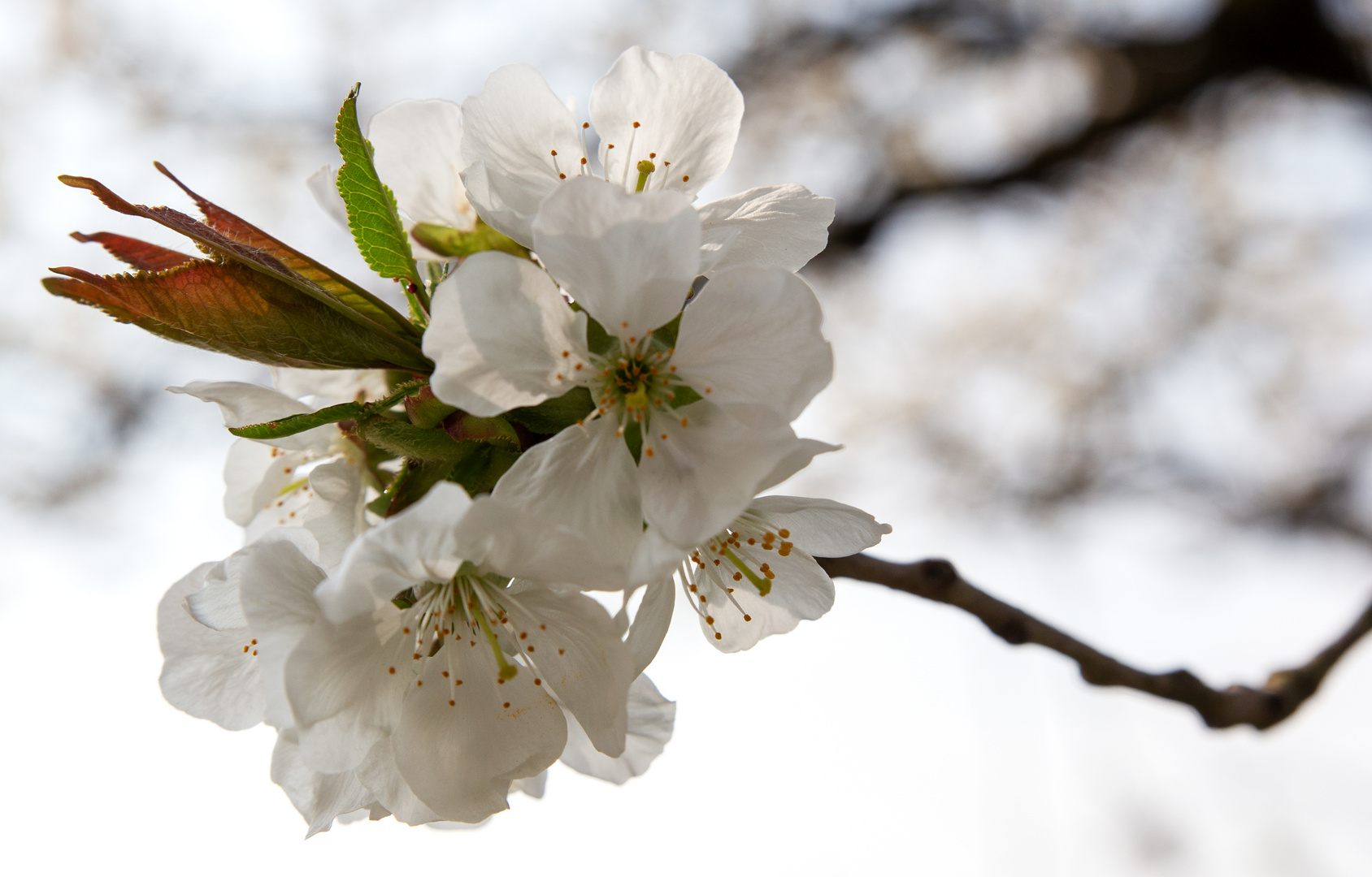 Kirschblüten