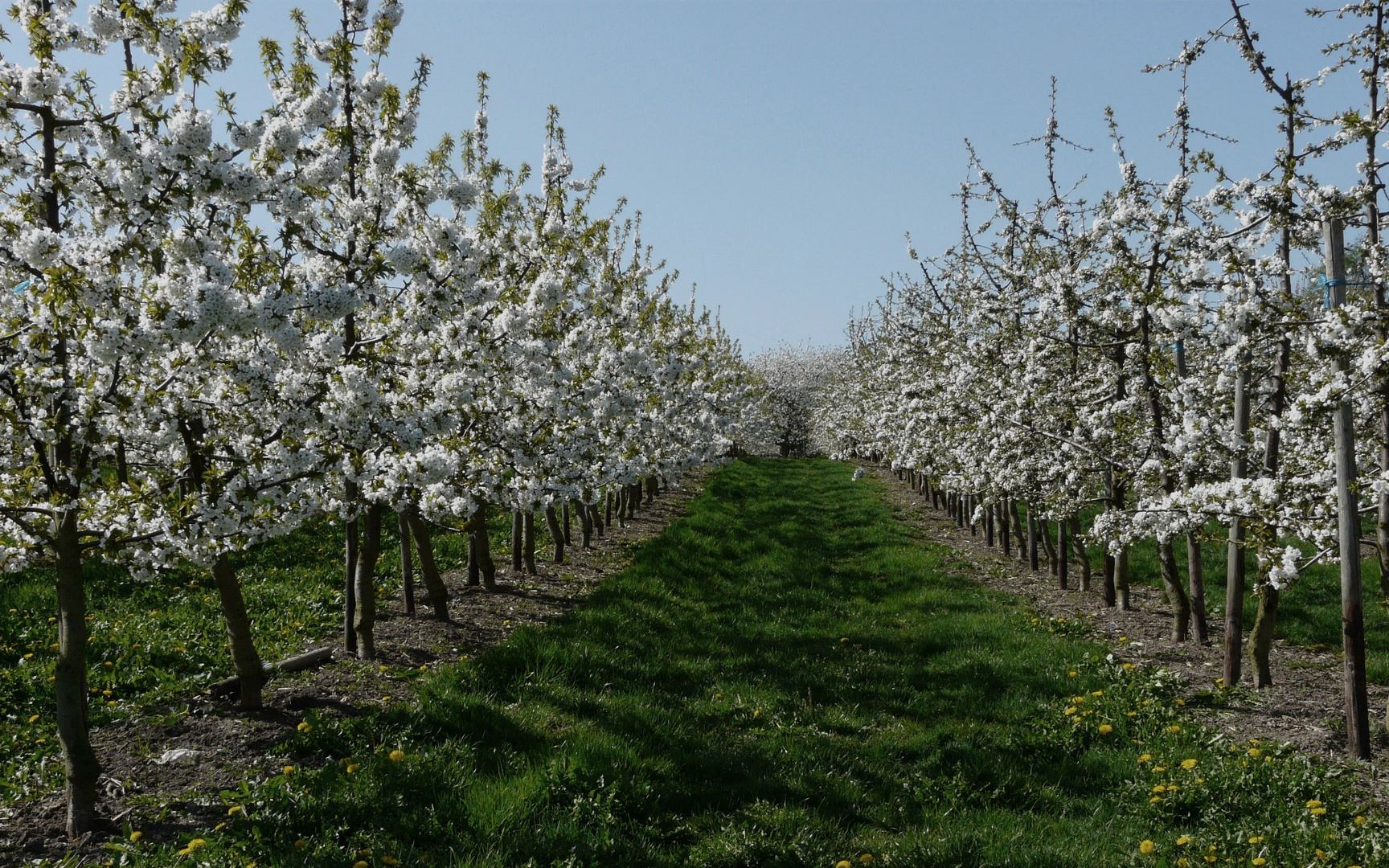 Kirschblüten