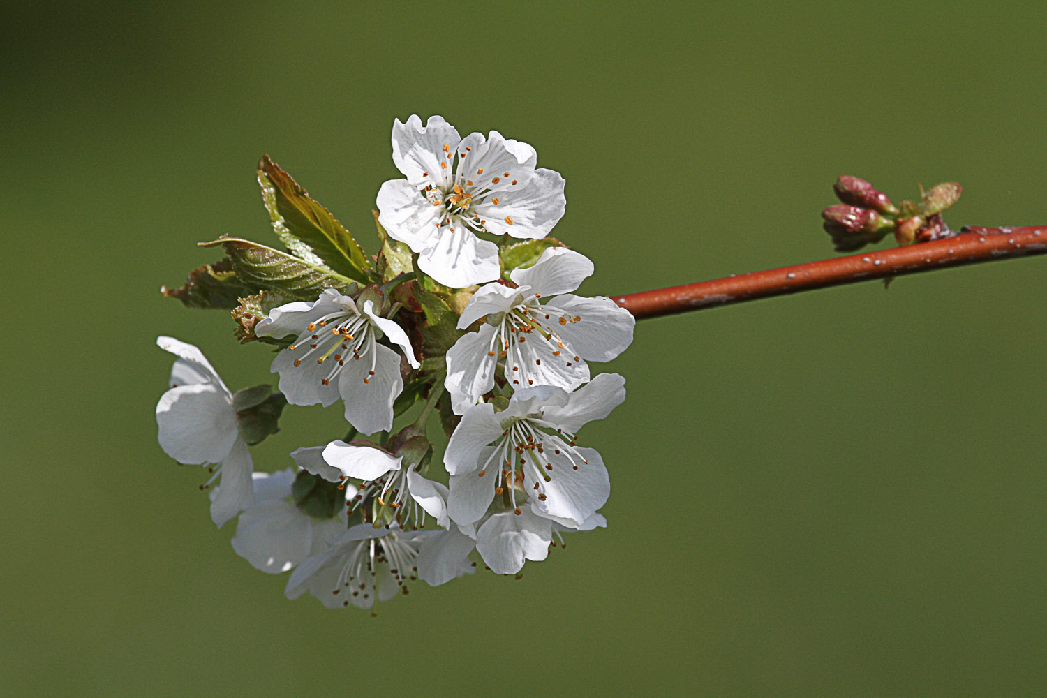 Kirschblüten