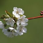 Kirschblüten