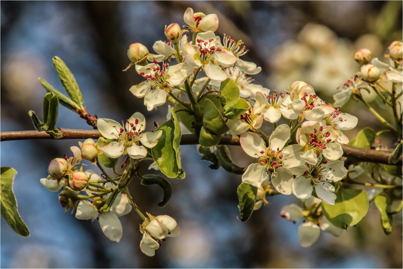 Kirschblüten