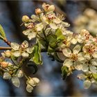 Kirschblüten