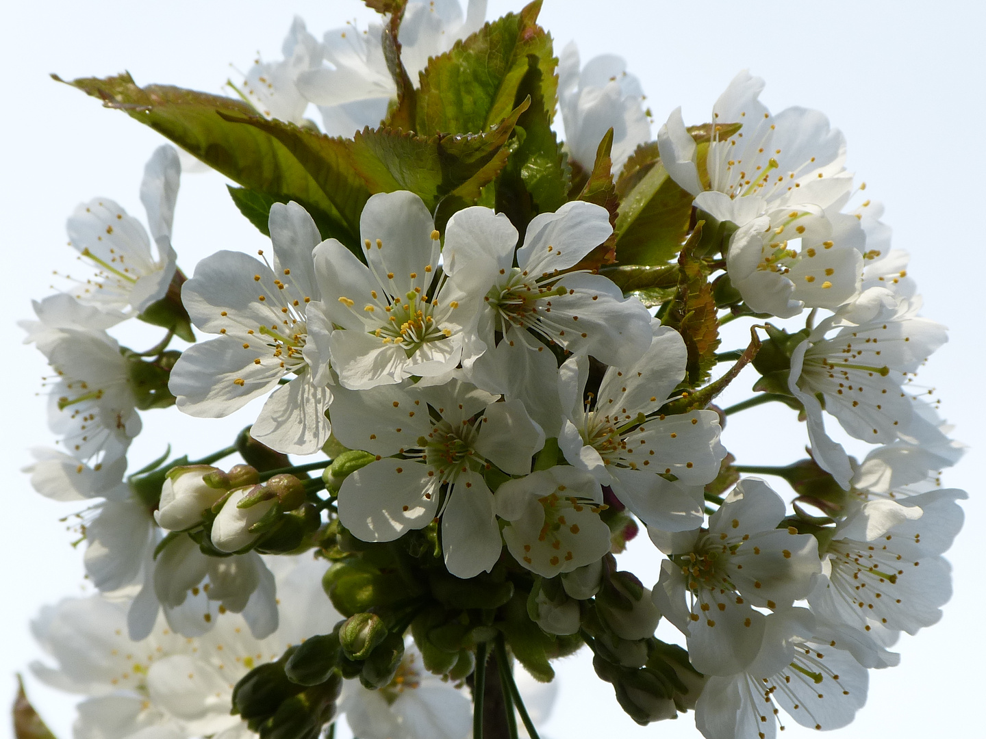 Kirschblüten