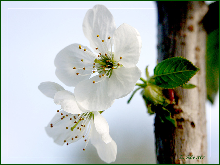 Kirschblüten