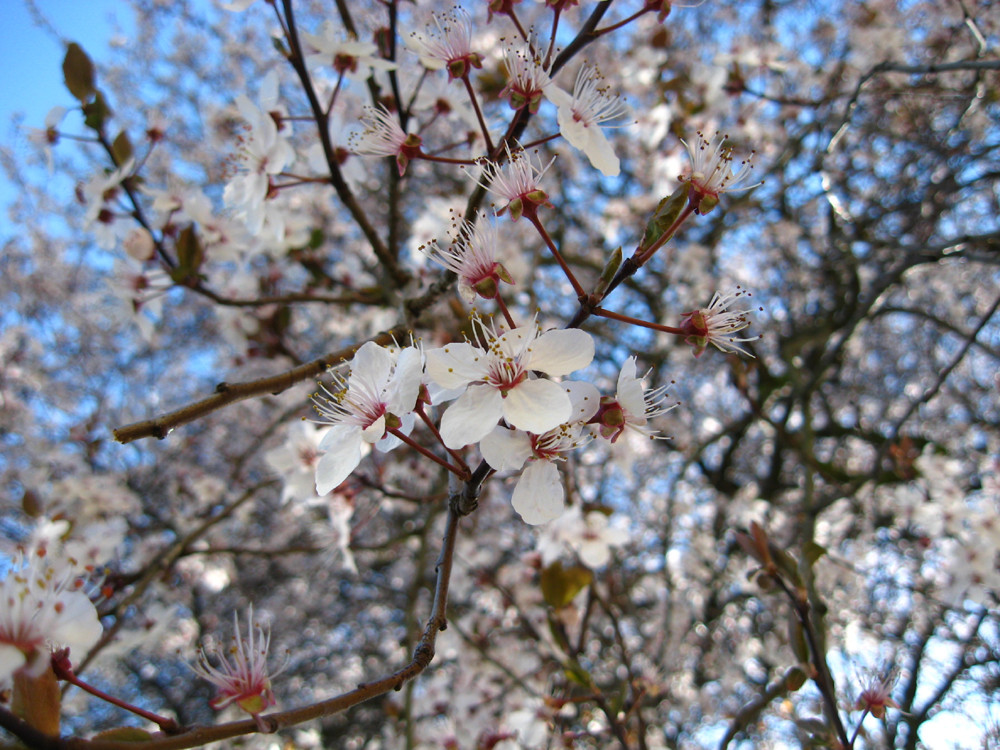 Kirschblüten