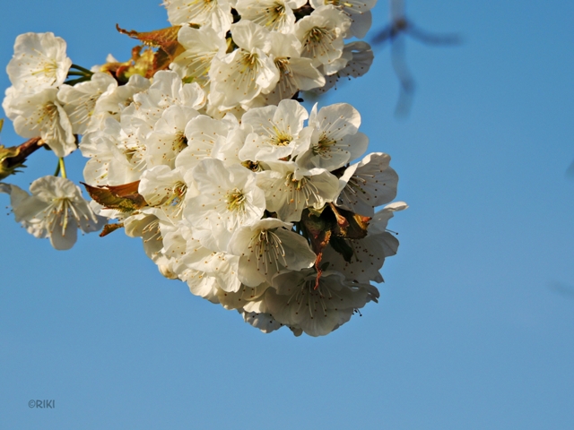 Kirschblüten