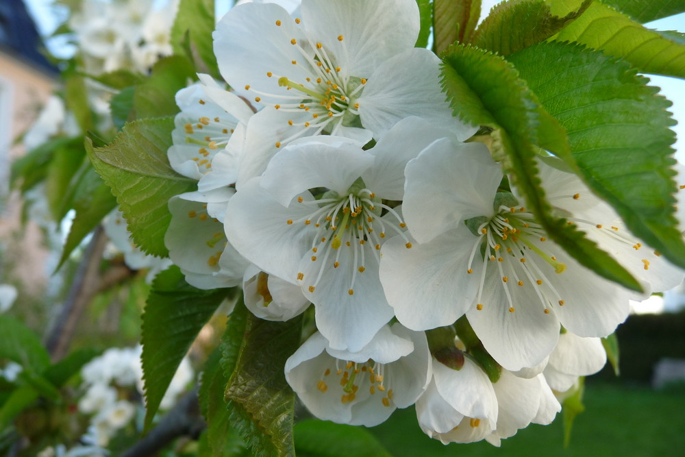 Kirschblüten