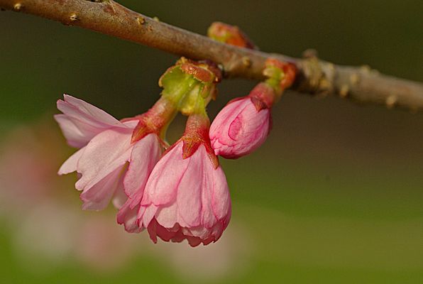 Kirschblüten....