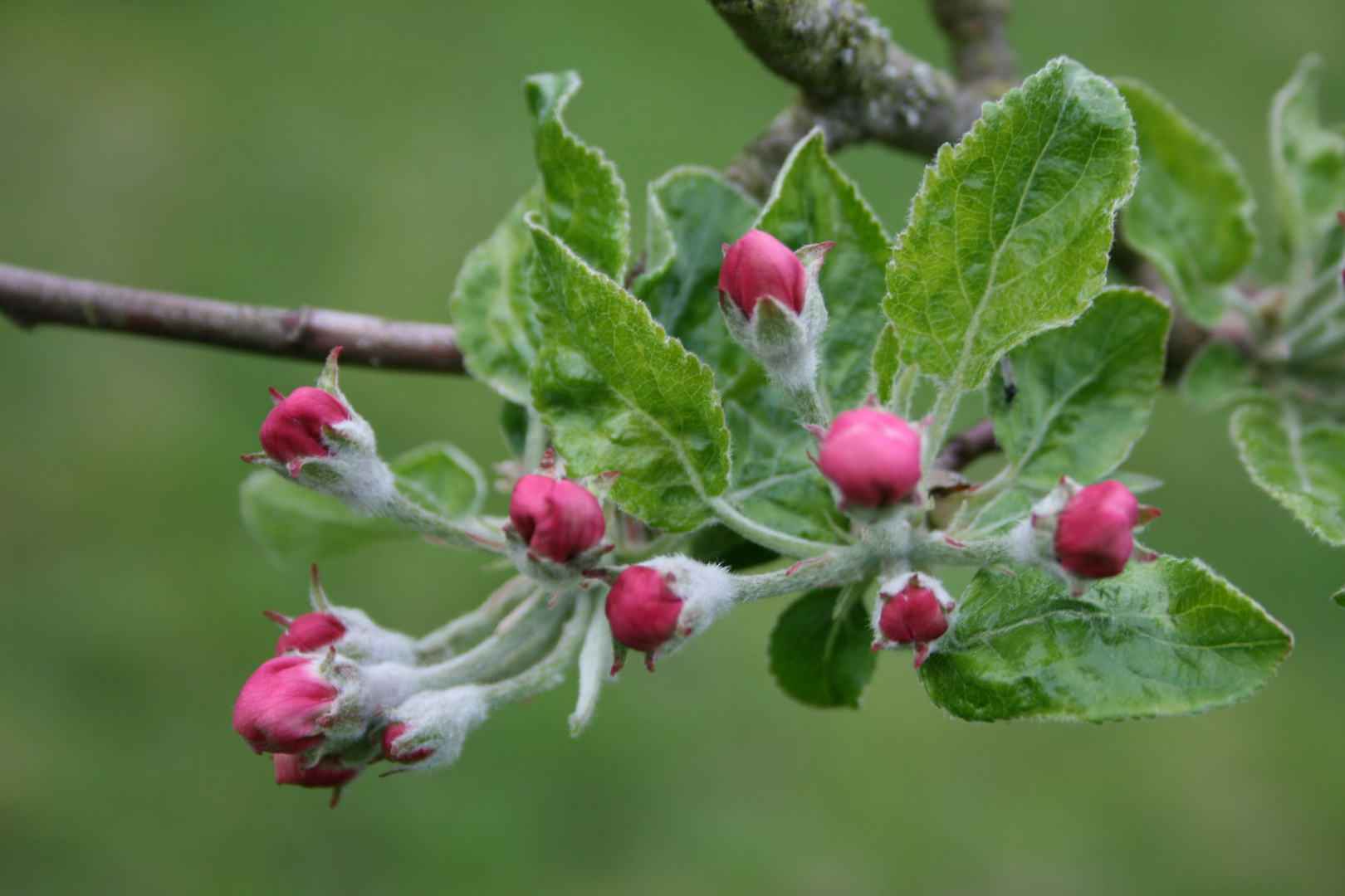 Kirschblüten