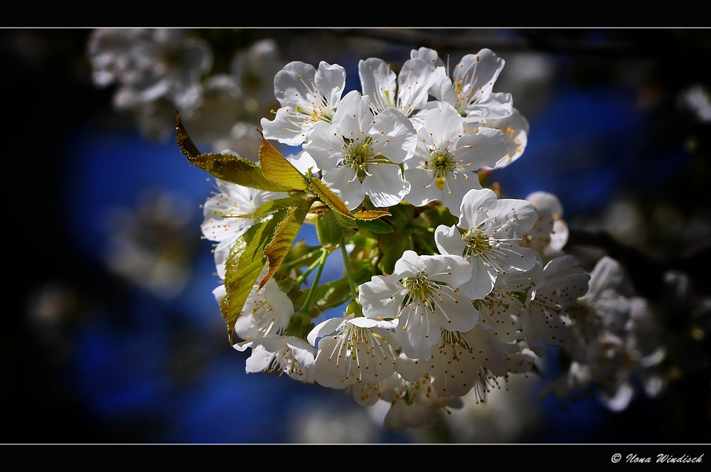 ~ Kirschblüten ~