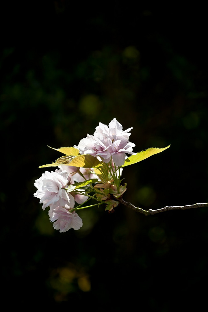 Kirschblüten