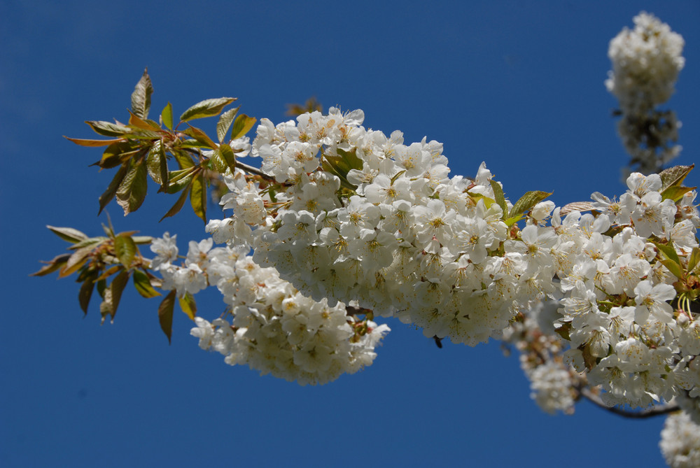 Kirschblüten