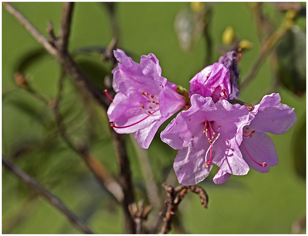 Kirschblüten