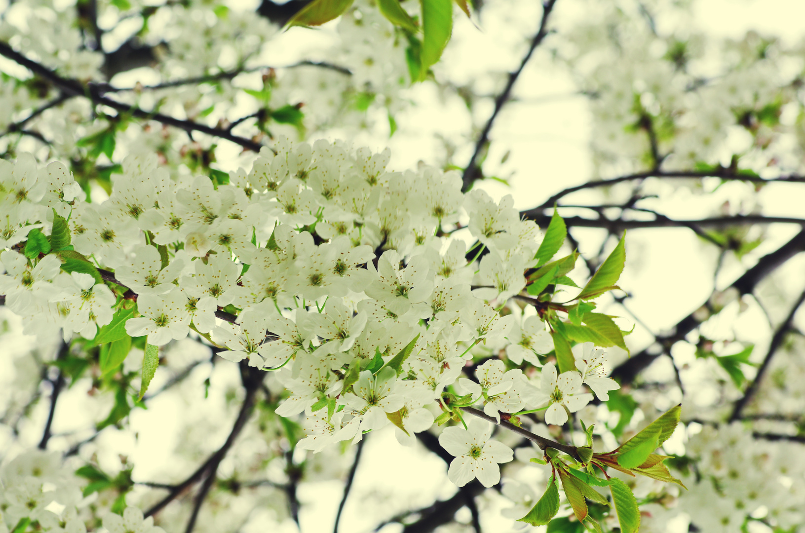 Kirschblüten