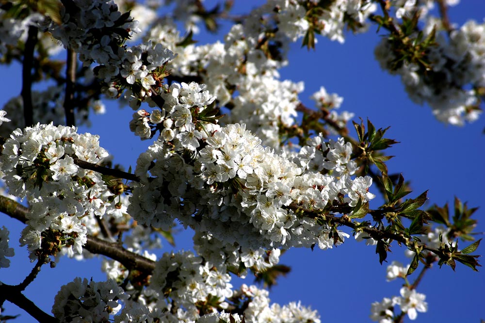 Kirschblüten ......