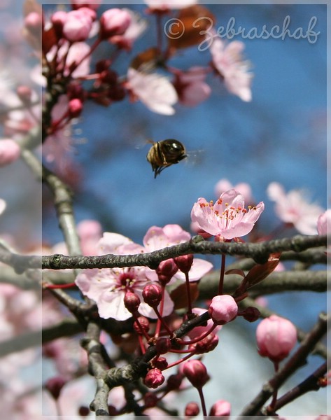 Kirschblüten... eines der ersten Bilder mit der EOS