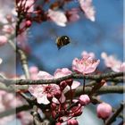 Kirschblüten... eines der ersten Bilder mit der EOS