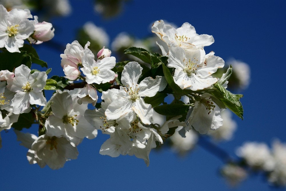 Kirschblüten