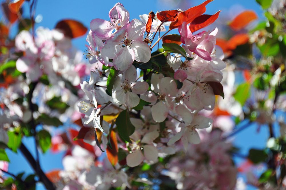 Kirschblüten