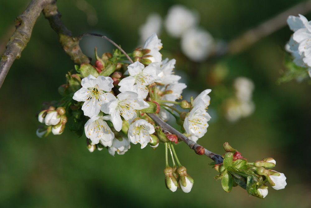 Kirschblüten